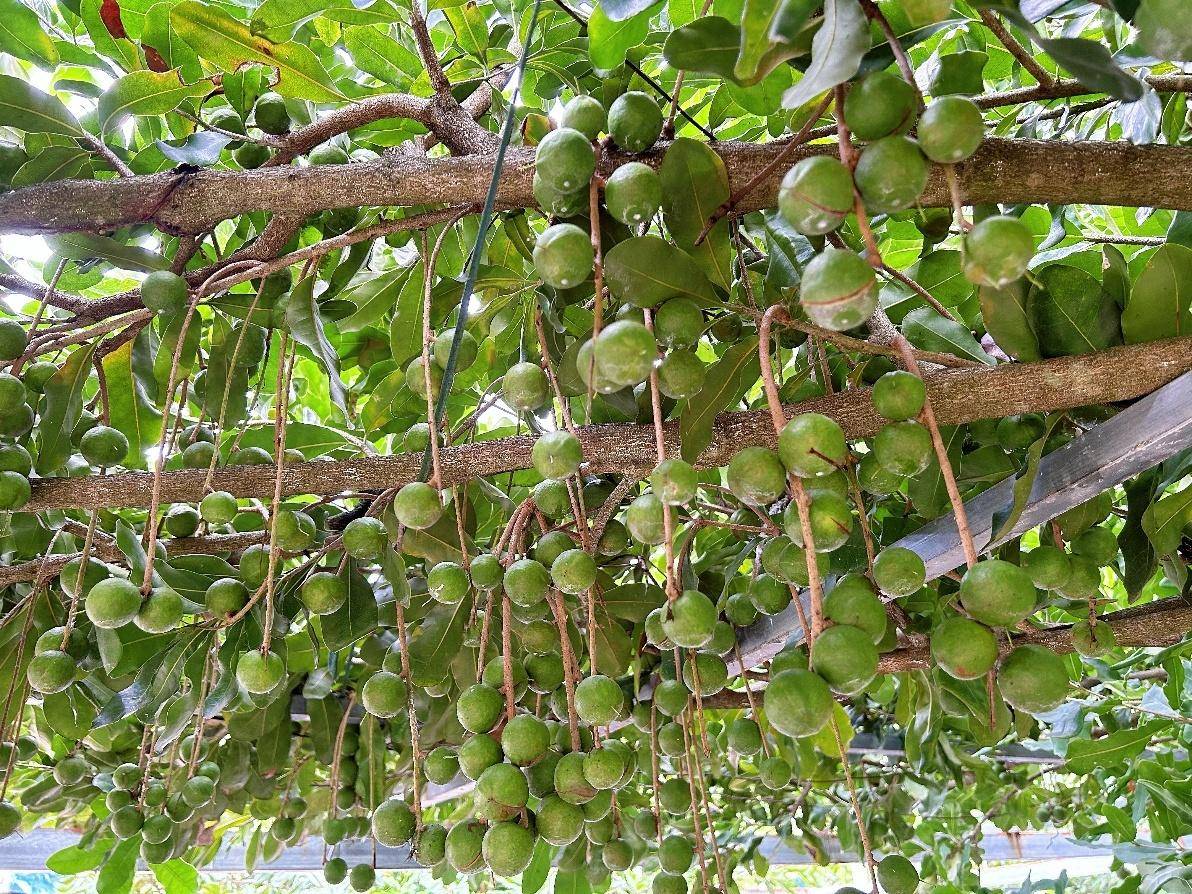 色农业从“种得好”到“卖得俏”不朽情缘正版云南临沧:高原特(图2) 色农业从“种得好”到“卖得俏”不朽情缘正版云南临沧:高原特(图2)