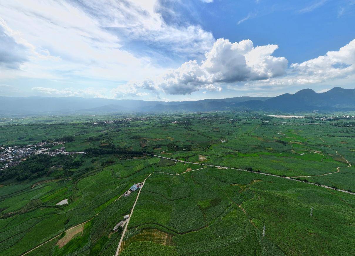 色农业从“种得好”到“卖得俏”不朽情缘正版云南临沧:高原特(图3) 色农业从“种得好”到“卖得俏”不朽情缘正版云南临沧:高原特(图3)